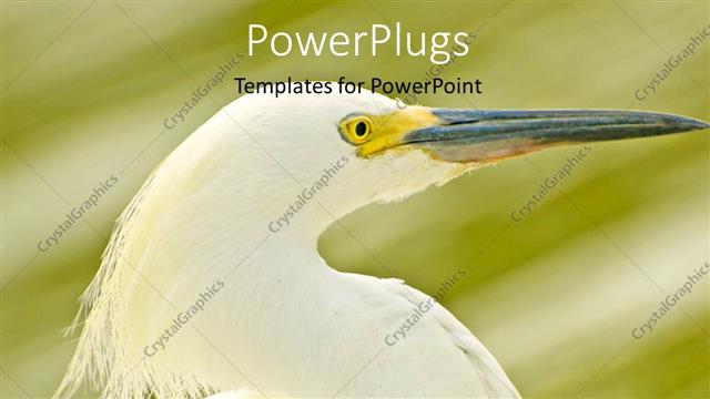  Presentation with green abstract - White egret on abstract background with grunge green shade