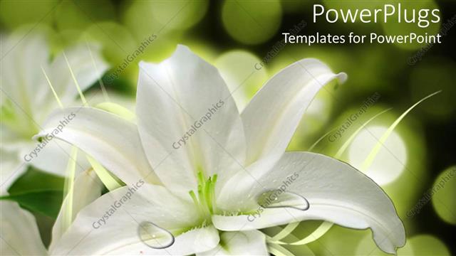  Presentation with lily flower - White flower arrangement, weddings, floral design, florist