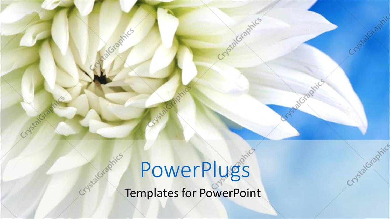 Featuring White Flower Blooming on Blue Background