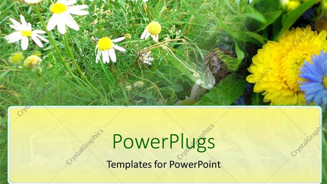  Presentation with grass - Some white flower stalks growing on a grass patch