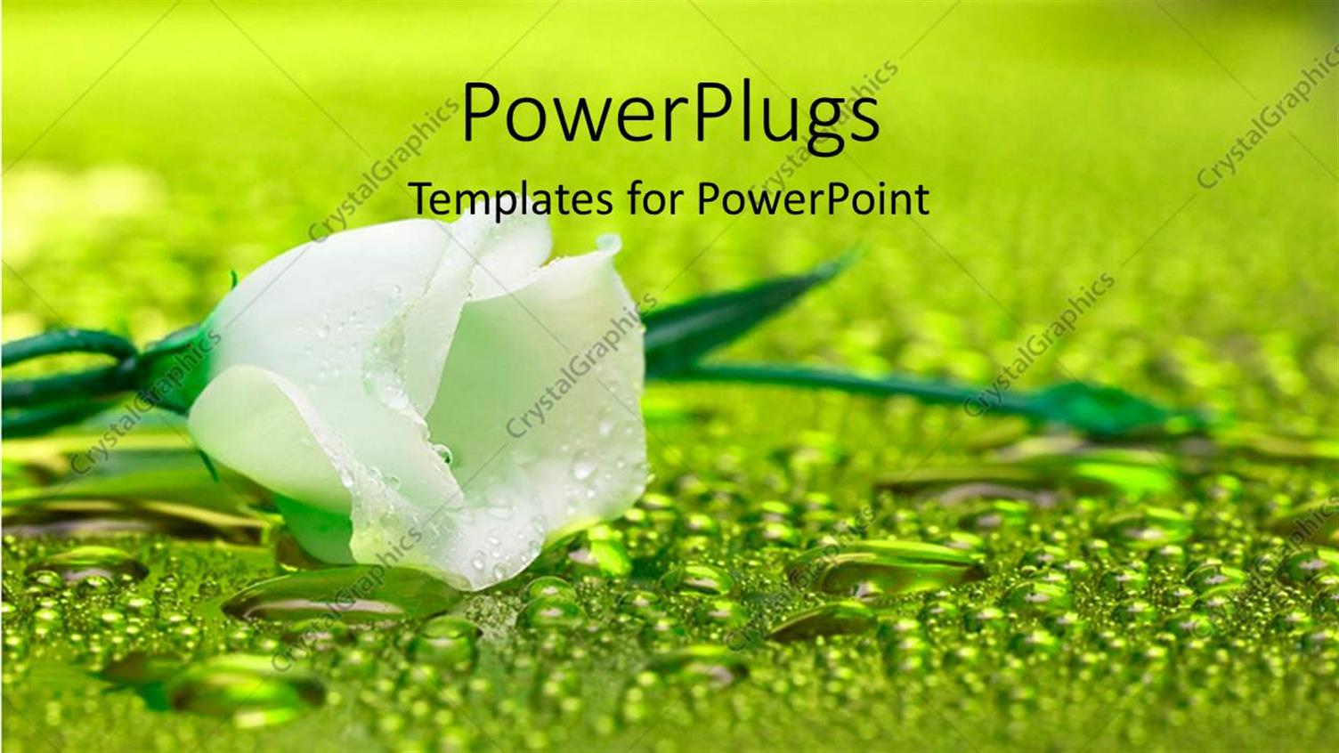 Premium Template for PowerPoint & Google Slides 