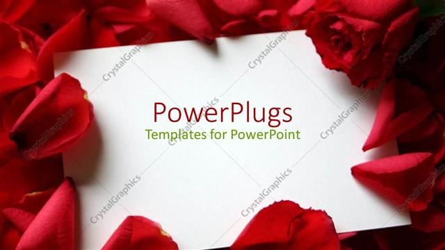  Presentation with white rose - White greeting card on red beautiful roses