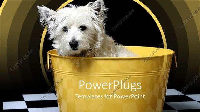  Presentation with animal - White highland terrier westie dog in yellow bucket, black and white checker floor, yellow arches