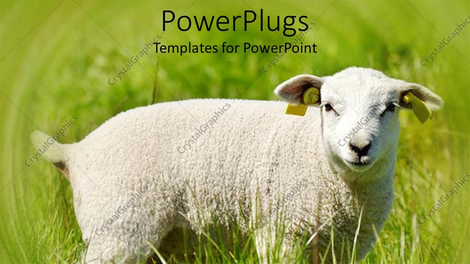 Premium Template for PowerPoint & Google Slides 