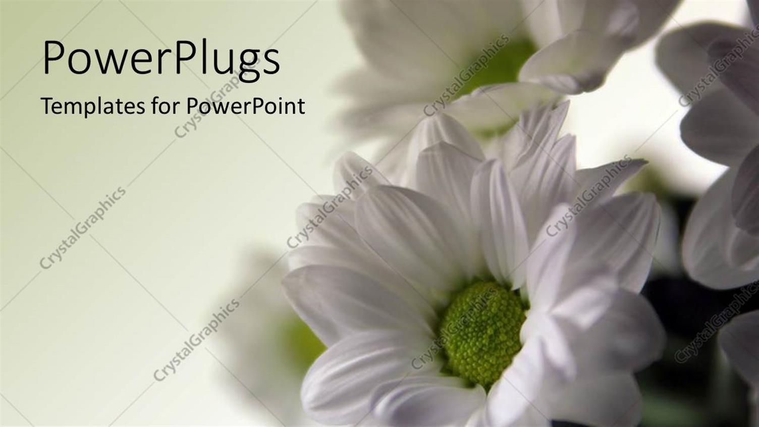 Premium Template for PowerPoint & Google Slides 