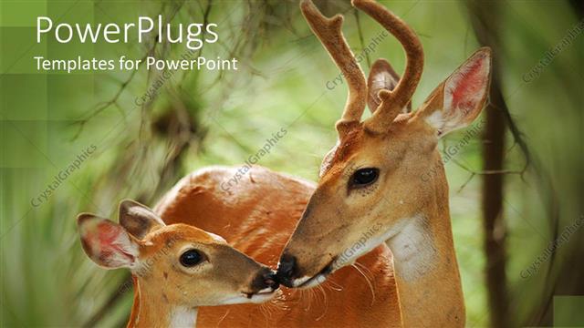  Presentation with antlers - White tail buck with antlers and fawn touching noses, deer, nature
