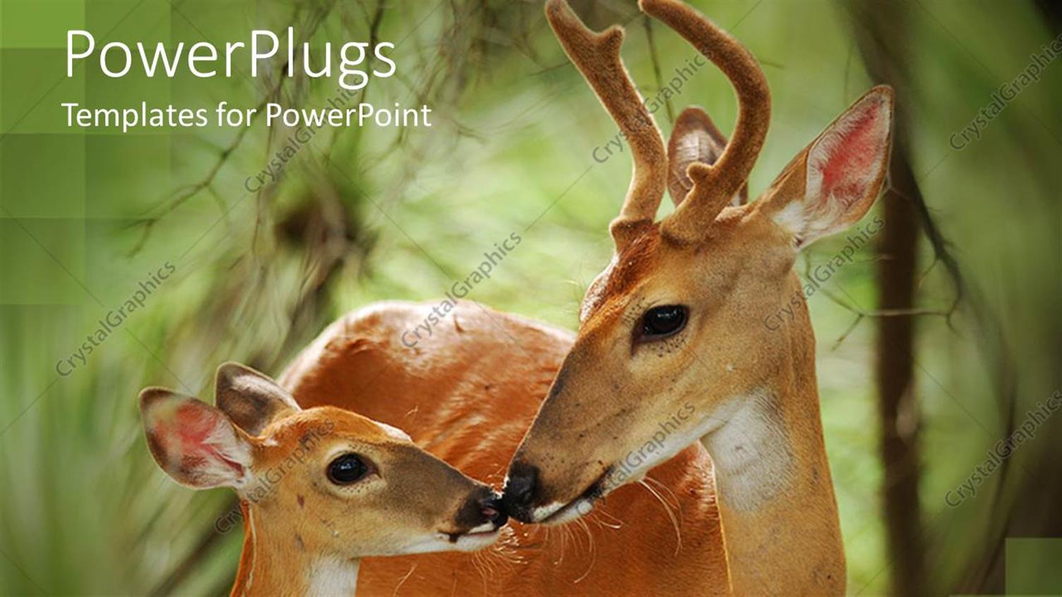 Featuring White Tail Buck with Antlers and Fawn Touching Noses, Deer, Nature