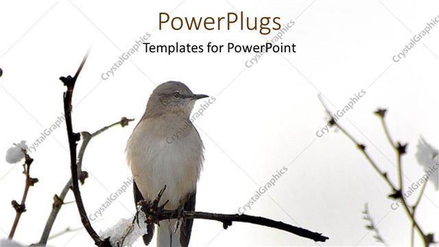  Presentation with king - White western king bird on tree branch in snow, nature, winter
