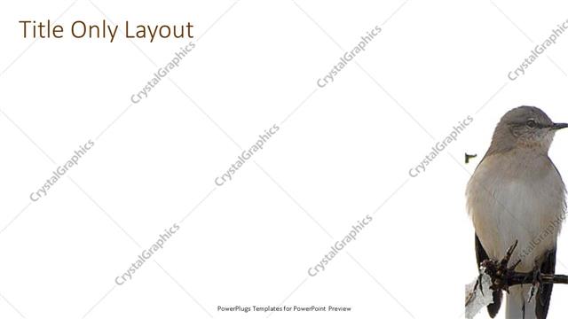 Title Only presentation slide layout