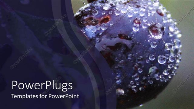  Presentation with blue drops - Wild blueberry close up with dew drops in blue background