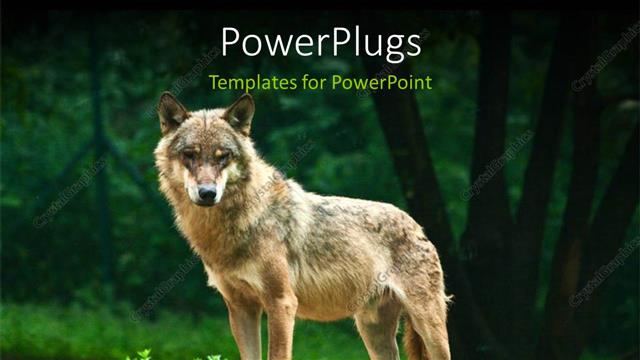  Presentation with alone - A wolf standing alone with greenery in the background