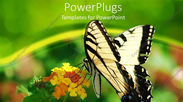  Presentation with black yellow - Yellow and black swallowtail butterfly on cluster of tiny flowers, green background