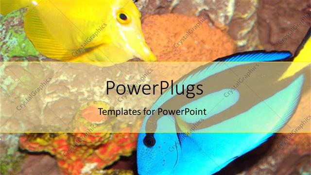  Presentation with swim - Yellow and blue colored fish swim at sea bed