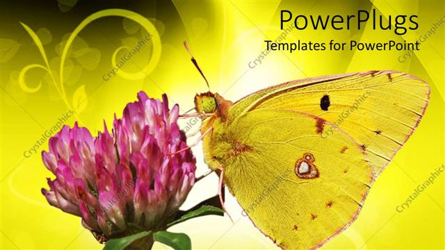  Presentation with clover - Yellow butterfly on clover flower, butterfly sucking nectar from pink flower