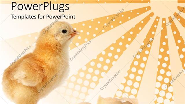  Presentation with new born chick - A yellow color chick coming out from the egg