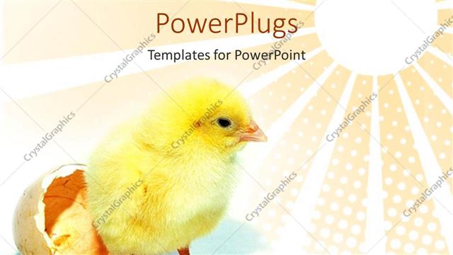  Presentation with animal chicken - Yellow color  new born chicken hatched out from egg