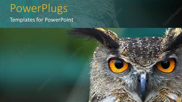  Presentation with colored - Yellow colored owl eyes gazing on a blue background