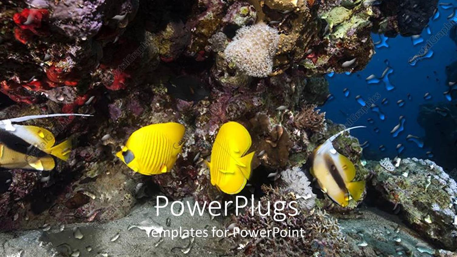 Featuring Yellow Fish Swimming in Front of Coral Reef, Ocean