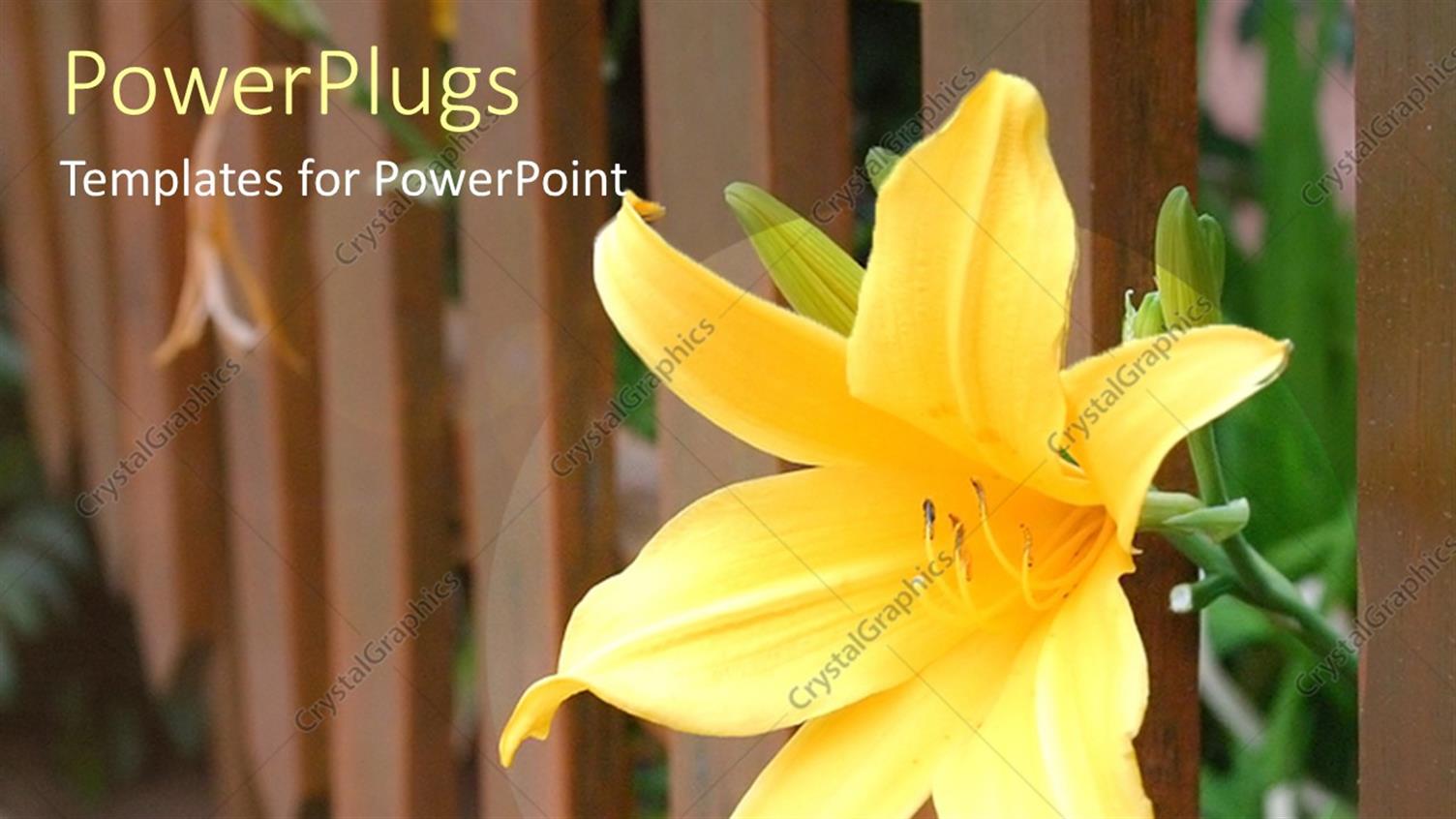 Premium Template for PowerPoint & Google Slides 