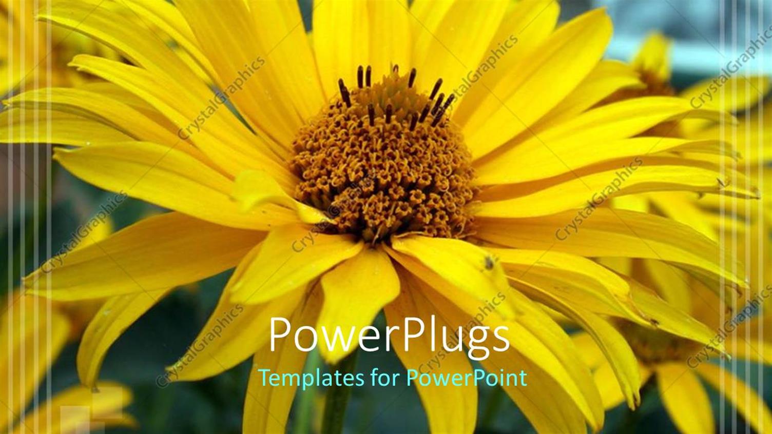 Premium Template for PowerPoint & Google Slides 