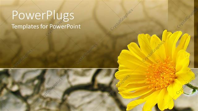  Presentation with hope - Yellow flower, sunflower, cracked soil, desert, arid terrain background