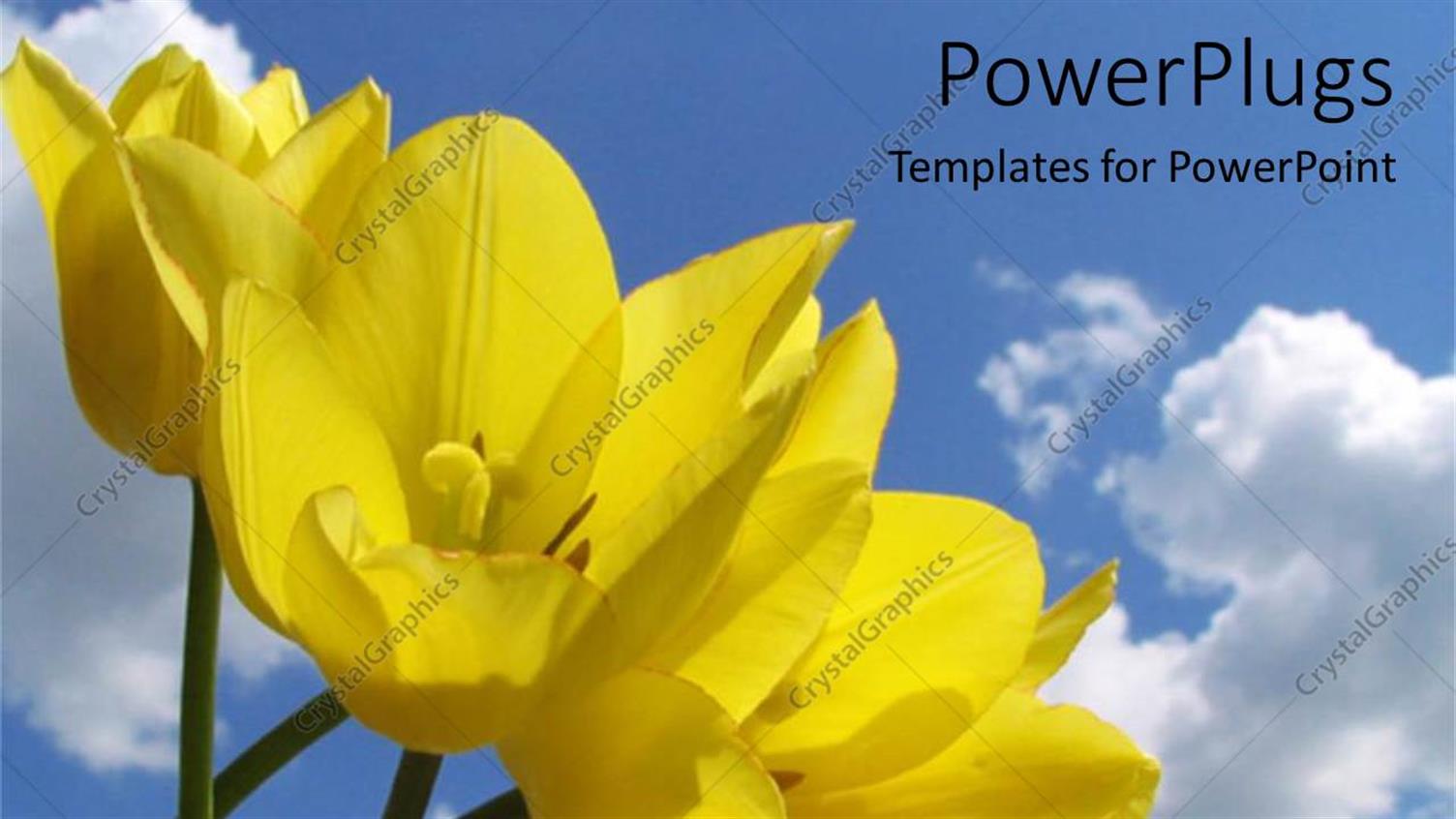Premium Template for PowerPoint & Google Slides 