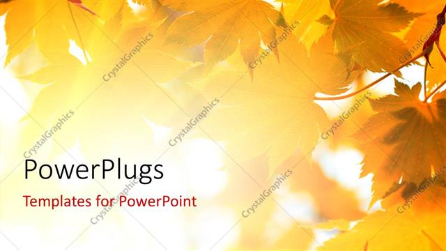  Presentation with leaves - Yellow leaves on white background