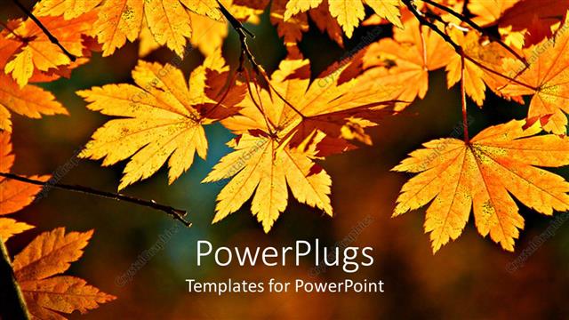  Presentation with maple - Yellow maple leaves on branch, autumn