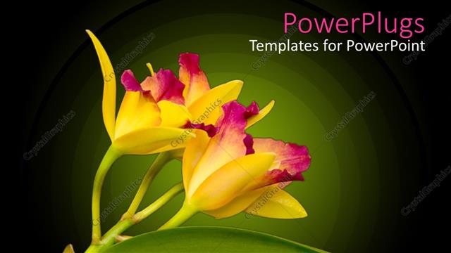  Presentation with orchid - Yellow orchid close up with green leaf in green background