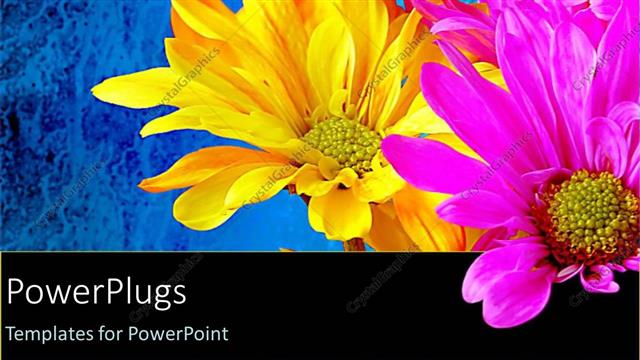  Presentation with pink blue - Yellow pink flowers blue background bouquet celebration spring colors