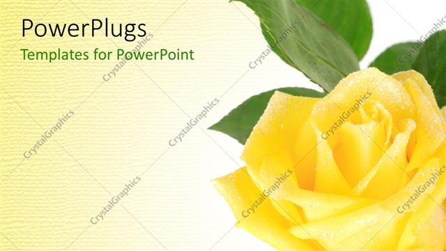 Presentation with rose yellow - A yellow rose with yellowish background and place for text