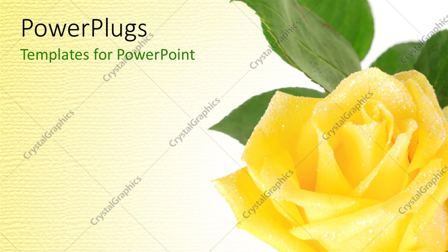 Featuring a Yellow Rose with Yellowish Background and Place for Text