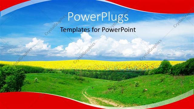  Presentation with sunflower - A landscape view of a plain green field with sun flowers