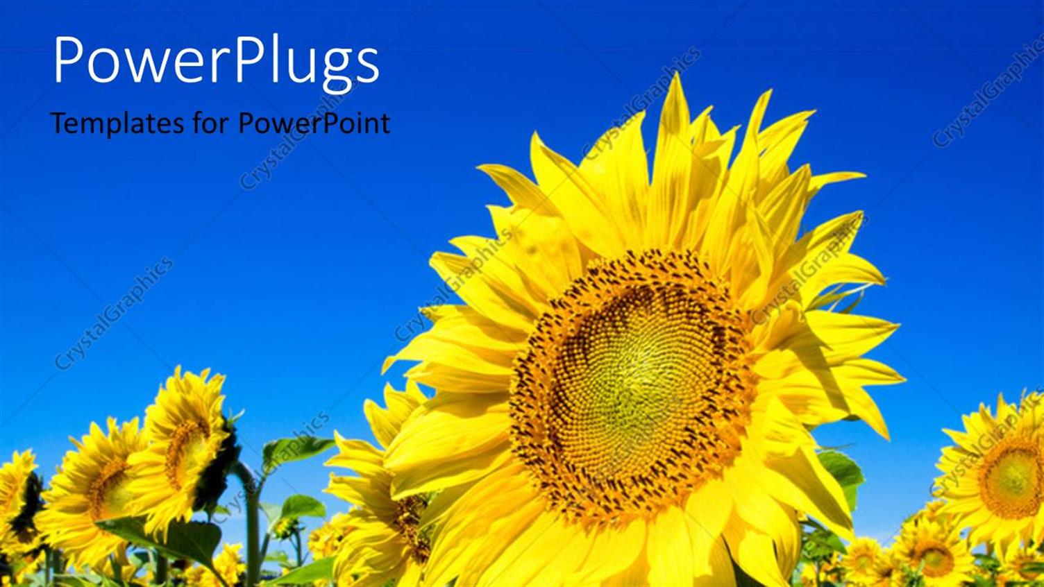 Premium Template for PowerPoint & Google Slides 