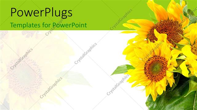  Presentation with sunflower - A number of sunflowers with white background