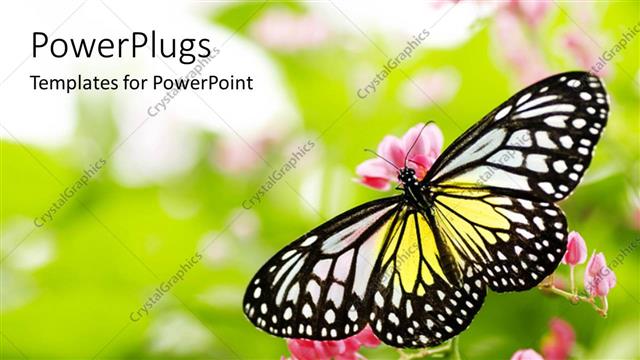  Presentation with pink black - Yellow, white, black butterfly landing on pink flowers
