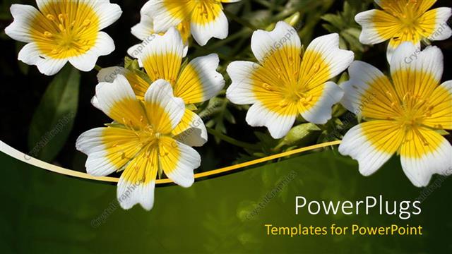  Presentation with wave - Yellow and white flowers with green and yellow wave border, nature, spring