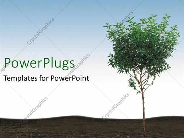 PowerPoint Template Young Tree In Soil Blue Sky 26504 