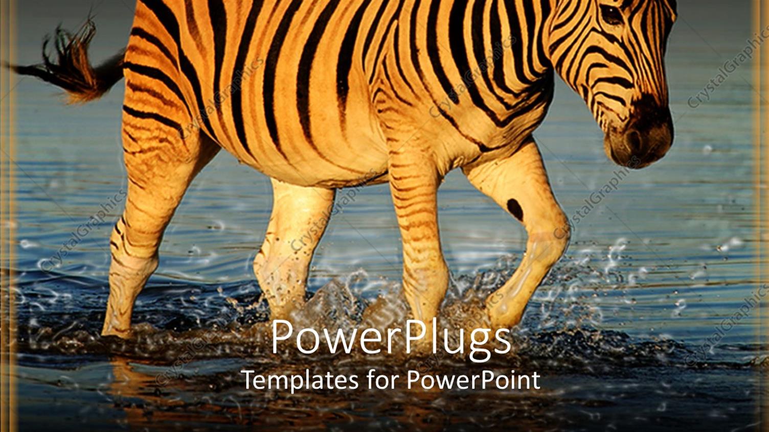 Premium Template for PowerPoint & Google Slides 