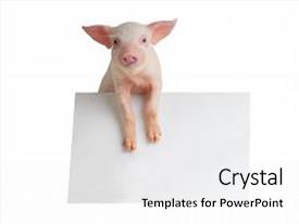 top pig powerpoint templates backgrounds slides and ppt themes