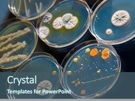 5000 Bacteria Powerpoint Templates W Bacteria Themed Backgrounds