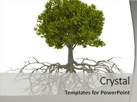 Top Tree With Roots PowerPoint Templates, Backgrounds, Slides and PPT ...