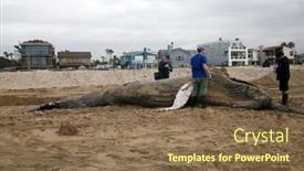  Presentation with juvenile - Cool new presentation design with 1-15-2016-sunset-beach backdrop and a violet colored foreground