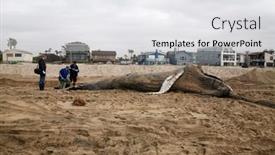  Presentation with juvenile - 