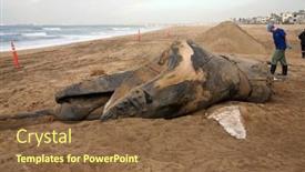  Presentation with whale - Audience pleasing presentation design consisting of 1-15-2016-sunset-beach backdrop and a tawny brown colored foreground