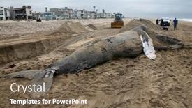  Presentation with whale - 