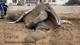  Presentation with whale - 