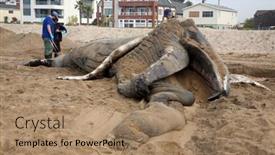  Presentation with whale - 