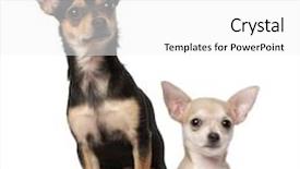  Presentation with old fashioned black and white - Amazing PPT theme having 1 2 3 - chihuahua puppy 3 months old backdrop and a white colored foreground