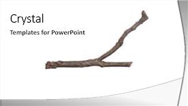  Presentation with single tree - Slide deck consisting of 1 limb - single dry tree branch isolated background and a white colored foreground